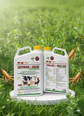 TRÙN QUẾ + NHÂN SÂM