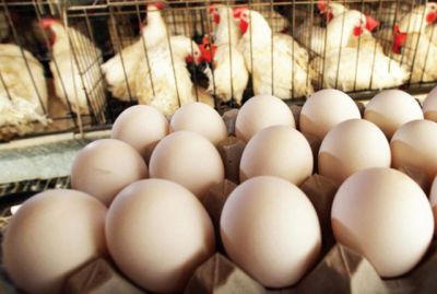 Các yếu tố ảnh hưởng tới chất lượng vỏ trứng
